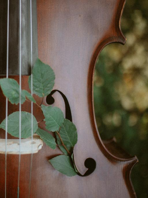 In ein rechtes Schallloch eines Violoncellos ist ein Zweig mit grünen Blättern geschoben.