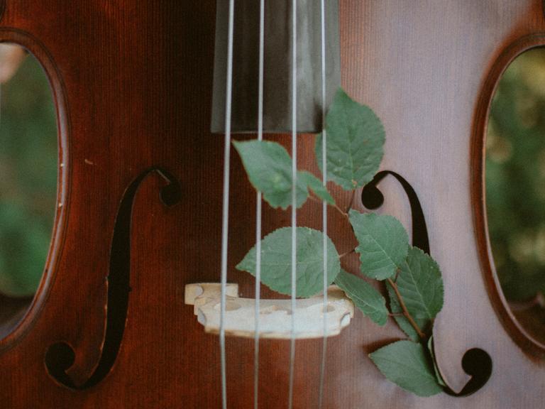 In ein rechtes Schallloch eines Violoncellos ist ein Zweig mit grünen Blättern geschoben.