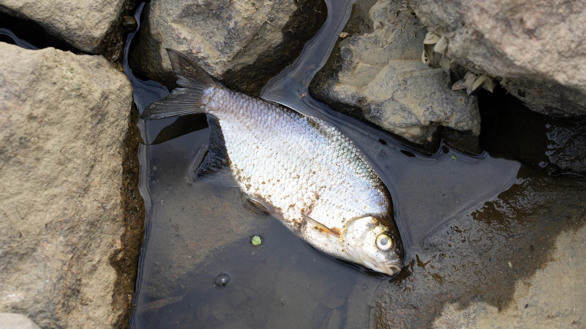 Im Wasser zwischen Steinen liegt ein toter Fisch am Ufer der Oder.