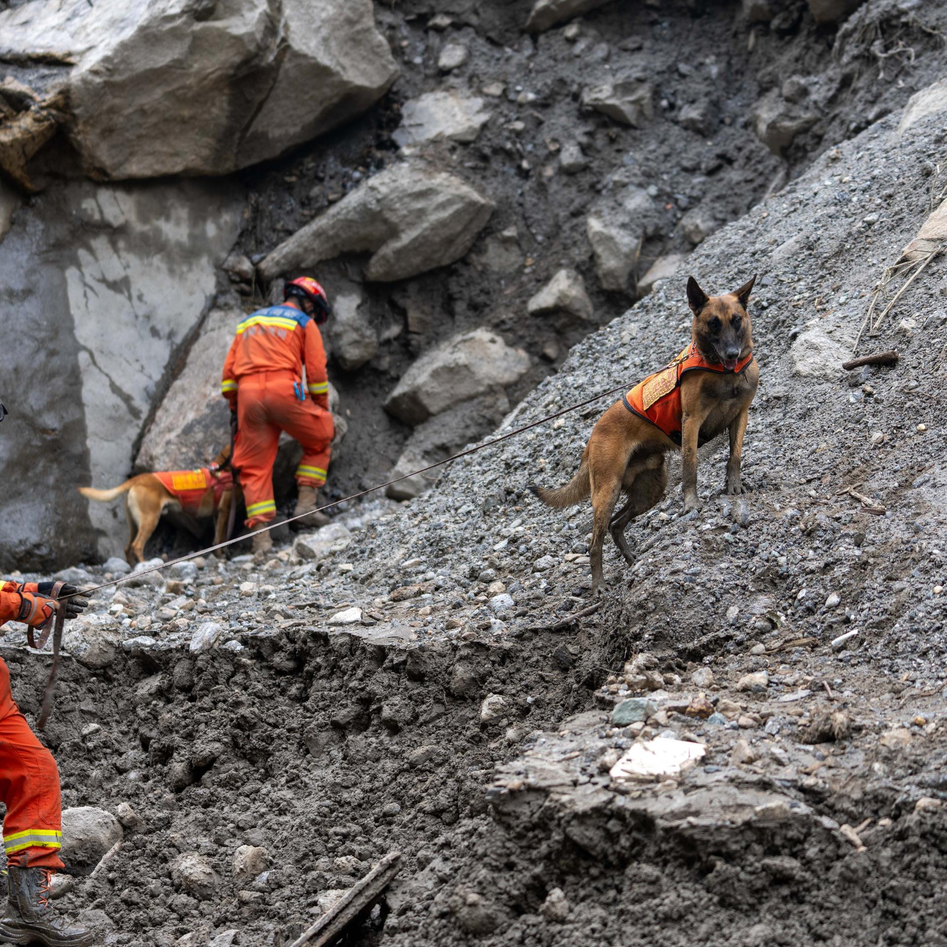 Rettungskräfte mit Hunden suchen einen Geröllberg ab.