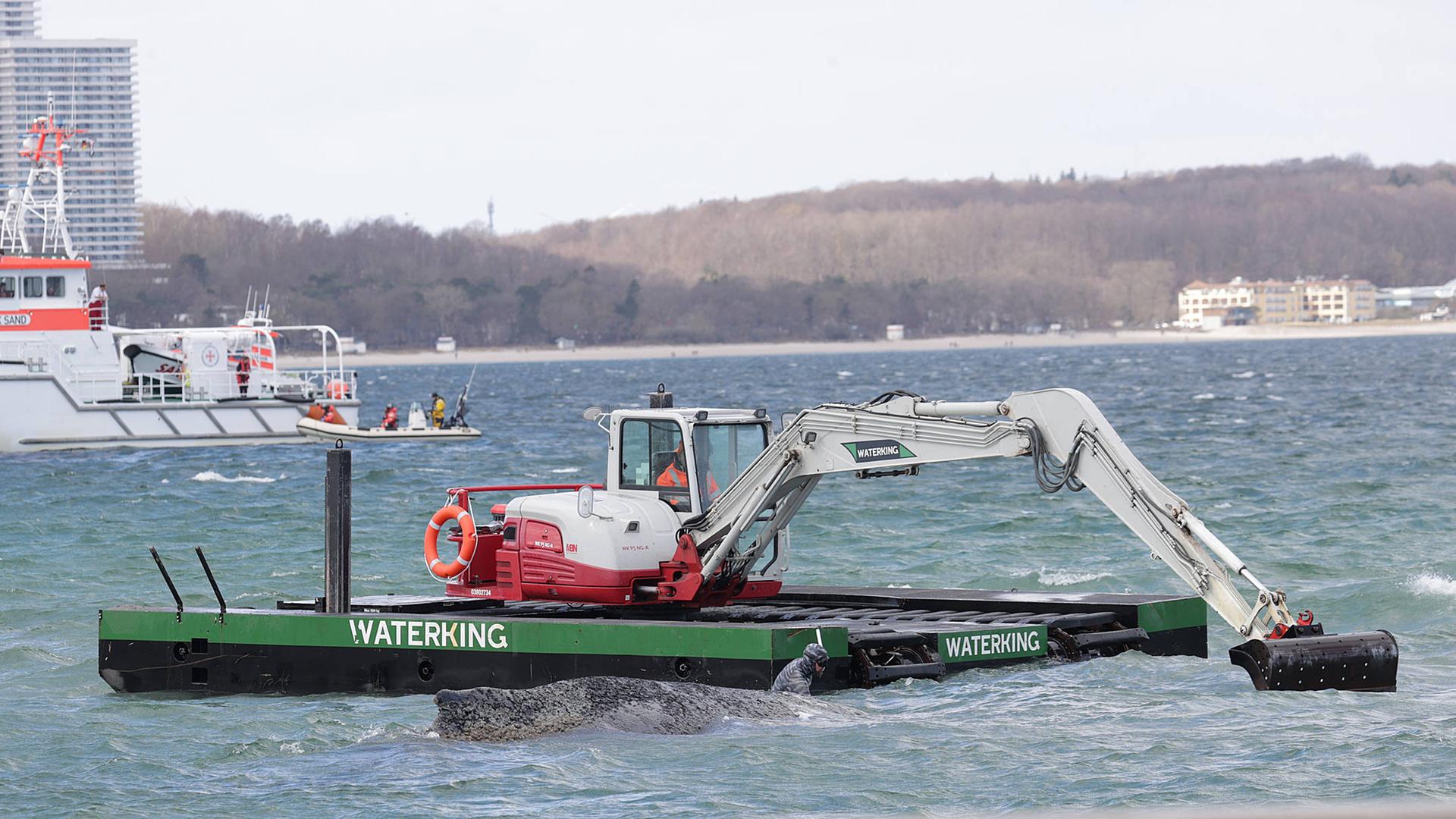Ein Spezialbagger gräbt eine Rettungsrinne für den vor dem Timmendorfer Strand getrandeten Buckelwal. 