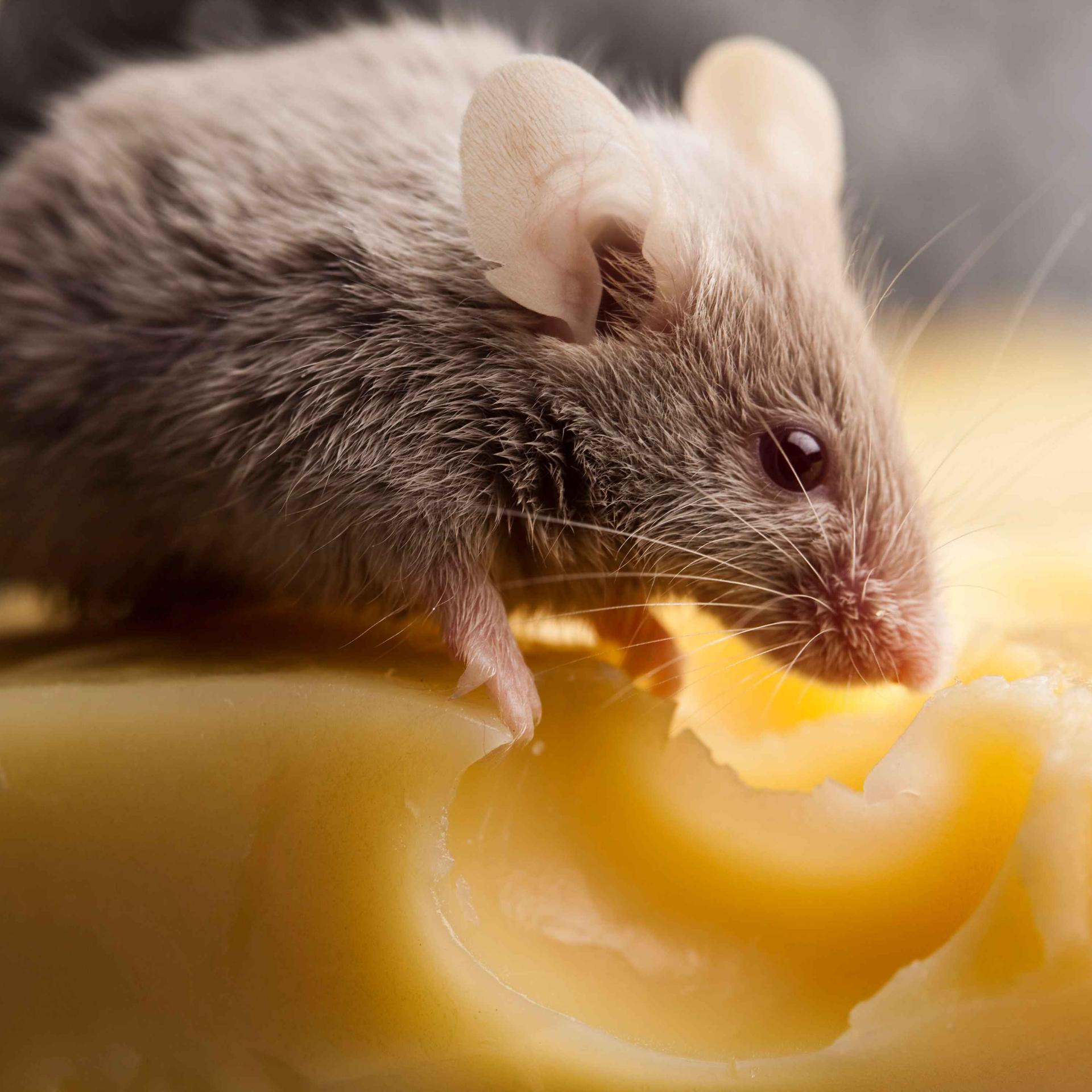 „Das Fressverhalten der Mäuse“ - Krimi-Komödie über einen zweifelhaften Selbstmord