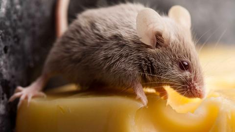 Nahaufnahme einer Maus auf einem Löcherkäse