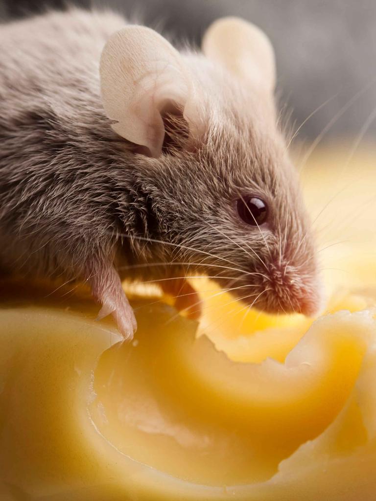 Nahaufnahme einer Maus auf einem Löcherkäse