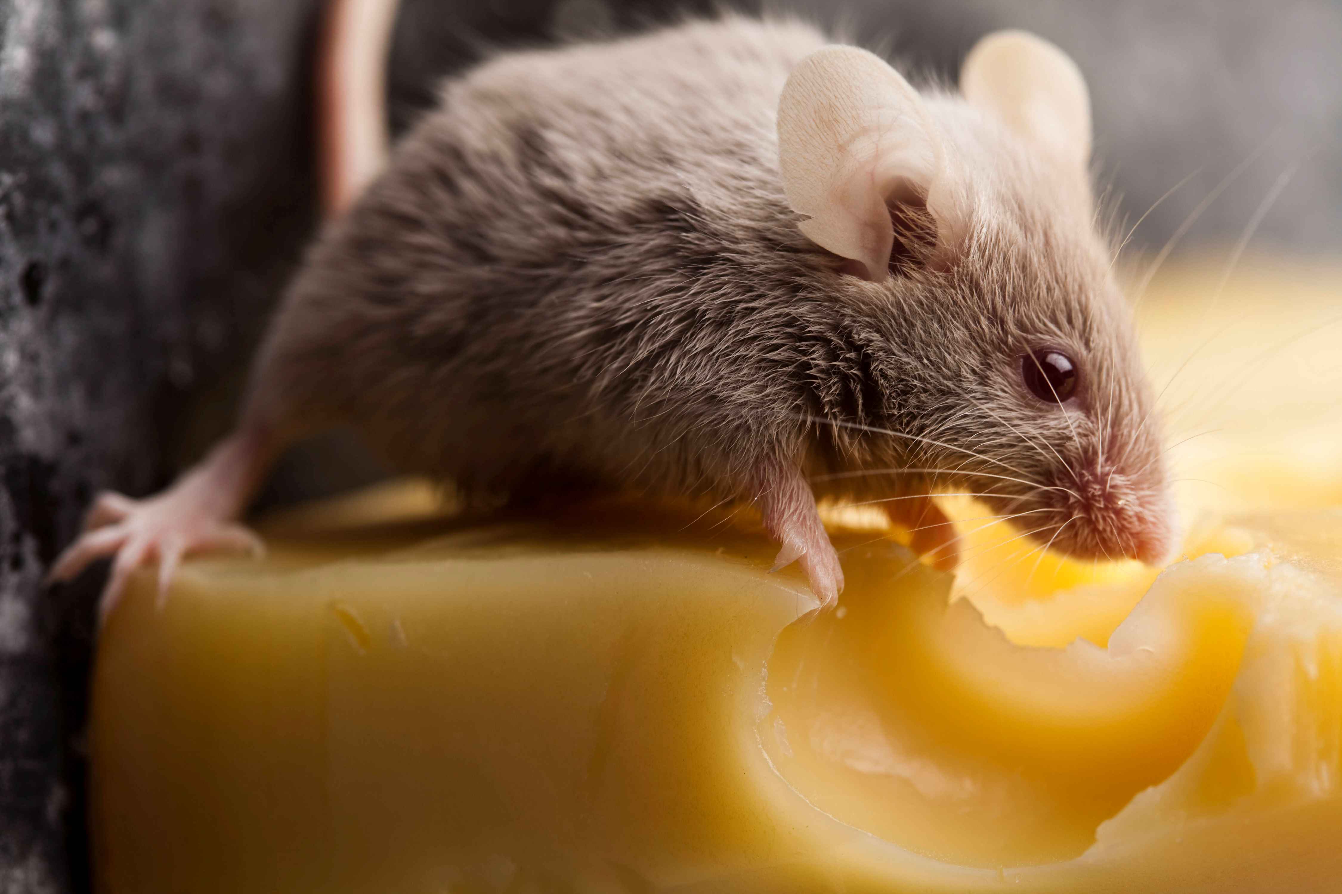 Nahaufnahme einer Maus auf einem Löcherkäse