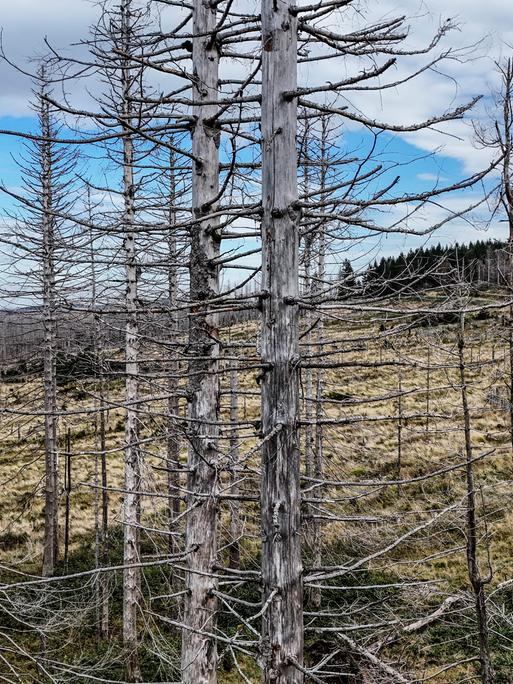 Abgestorbene Kiefern im Nationalpark Harz, Torfhaus, 29.09.2024.