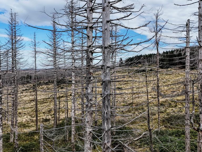 Abgestorbene Kiefern im Nationalpark Harz, Torfhaus, 29.09.2024.