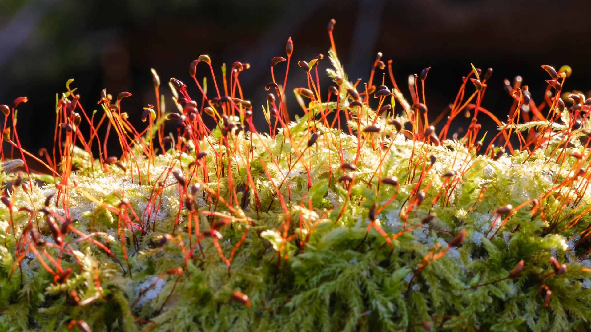 Moossporen nah fotografiert