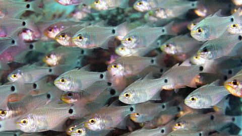 Nahaufnahme eines Schwarms schimmernder Kardinalfische