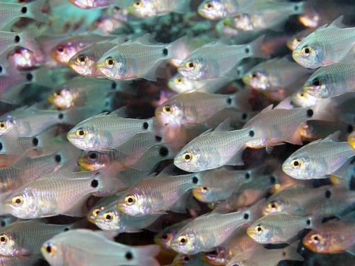 Nahaufnahme eines Schwarms schimmernder Kardinalfische