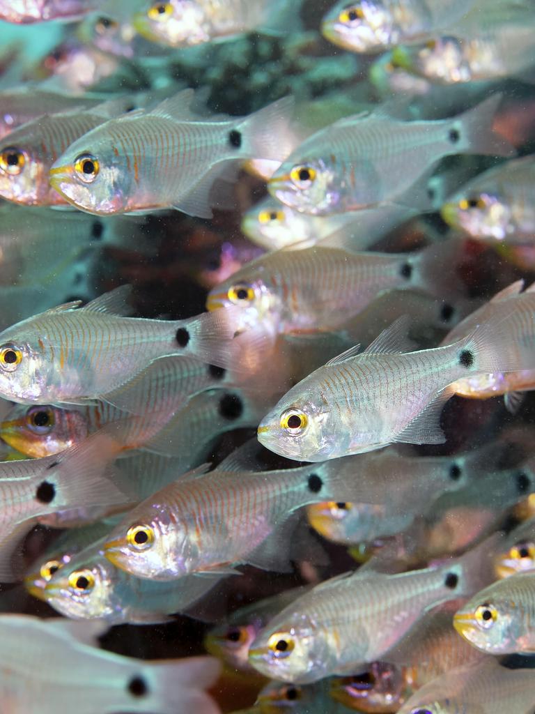 Nahaufnahme eines Schwarms schimmernder Kardinalfische