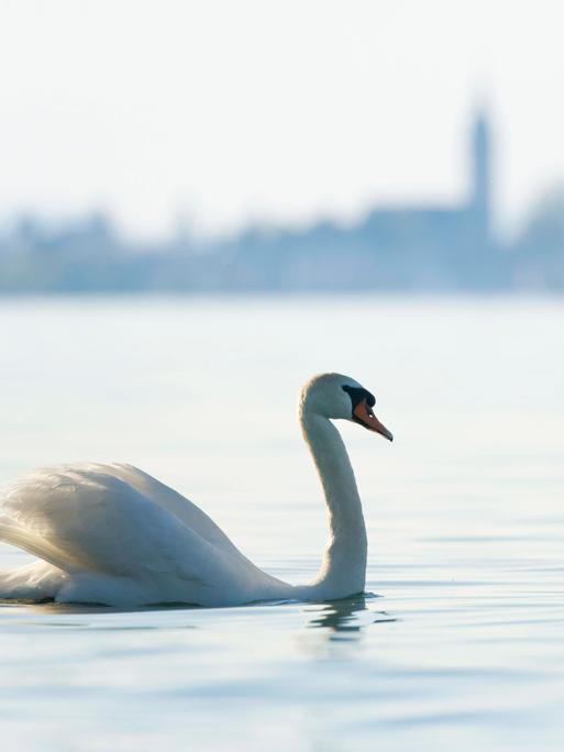 Höckerschwan schwimmt auf dem Bodensee, mit unscharfer Silhouette der Stadt Romanshorn im Hintergrund, Kanton Thurgau, S