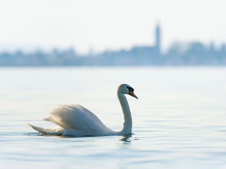 Höckerschwan schwimmt auf dem Bodensee, mit unscharfer Silhouette der Stadt Romanshorn im Hintergrund, Kanton Thurgau, S