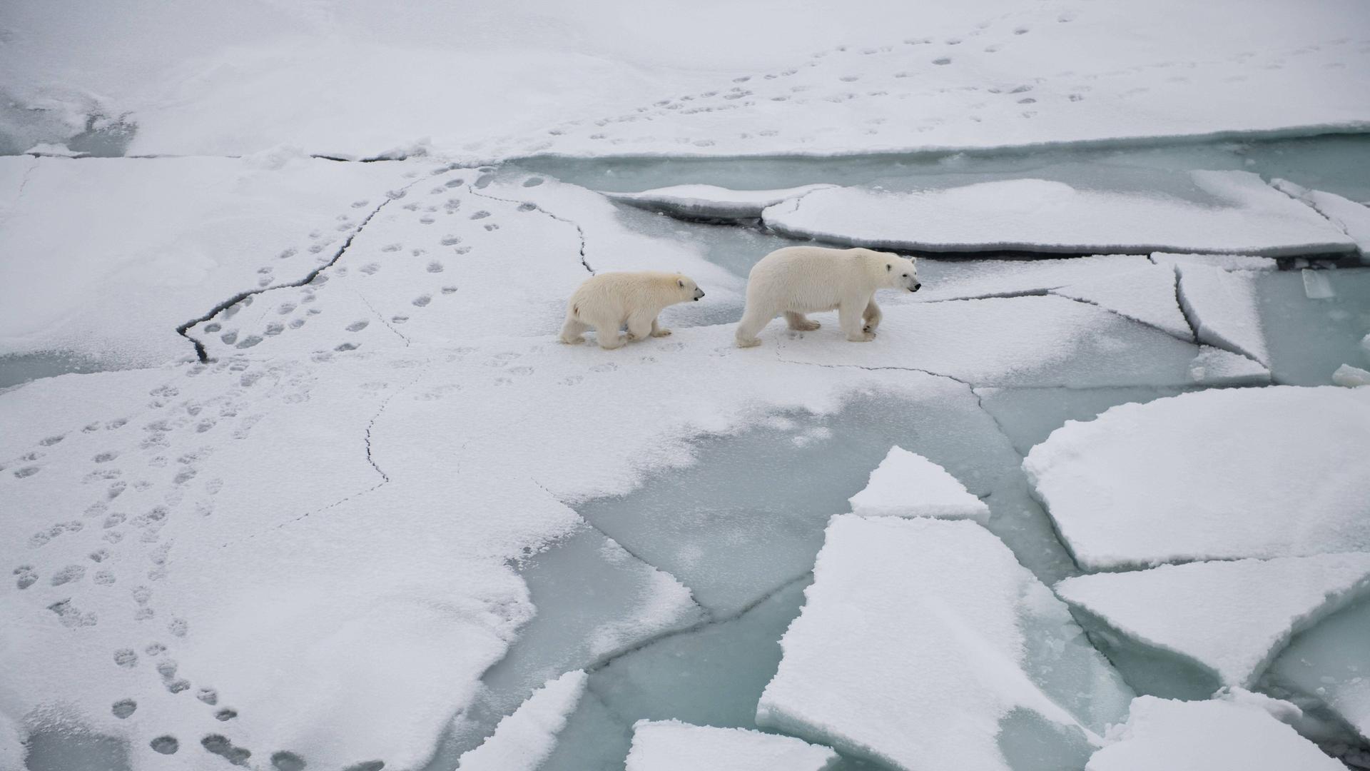 Eisbären in der Arktis