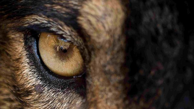 Extremes Close-up auf das Auge eines iberischen Wolfes