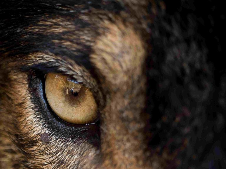 Extremes Close-up auf das Auge eines iberischen Wolfes