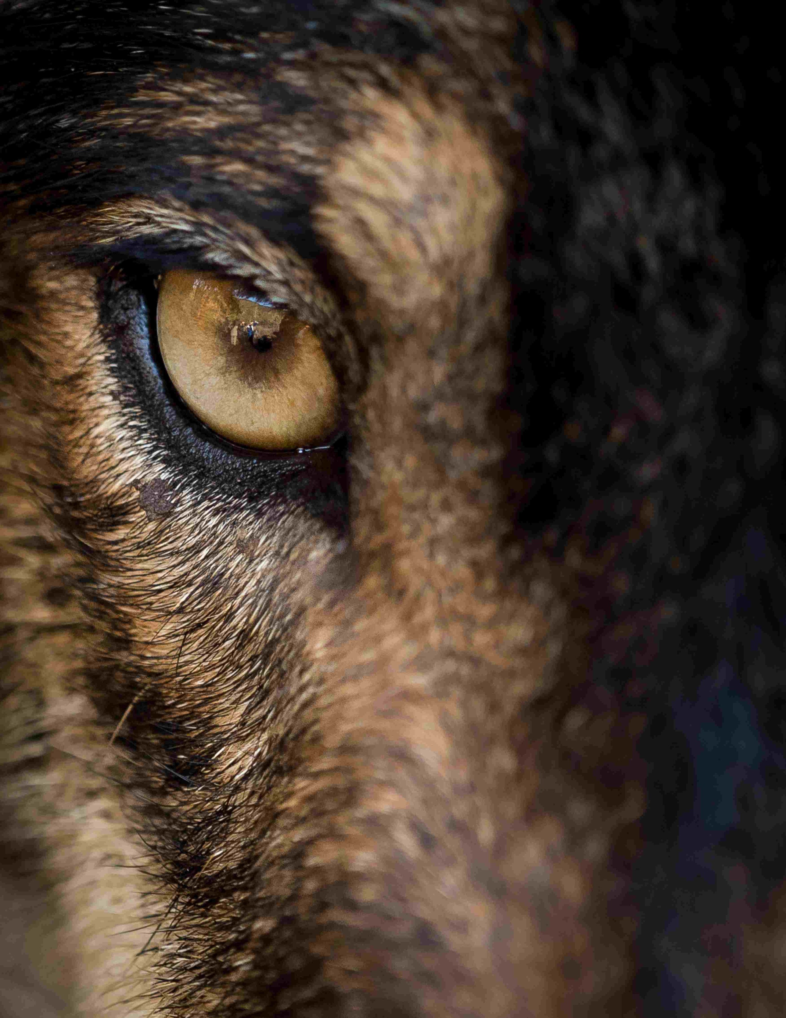 Extremes Close-up auf das Auge eines iberischen Wolfes