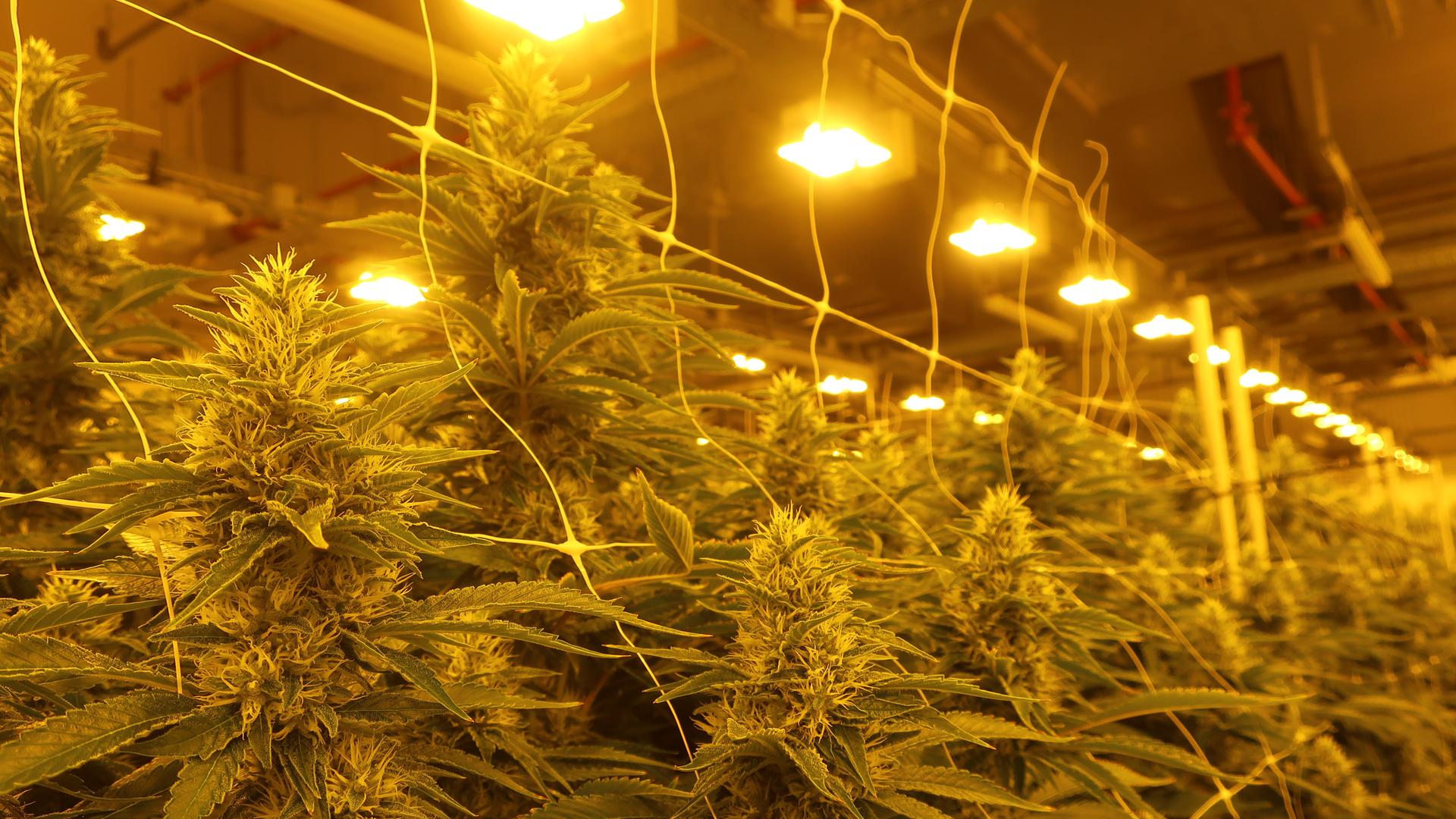 Cannabispflanzen in einem Blüteraum.