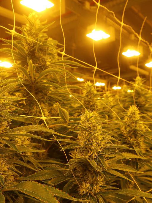 Cannabispflanzen in einem Blüteraum.