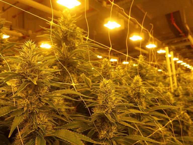 Cannabispflanzen in einem Blüteraum.