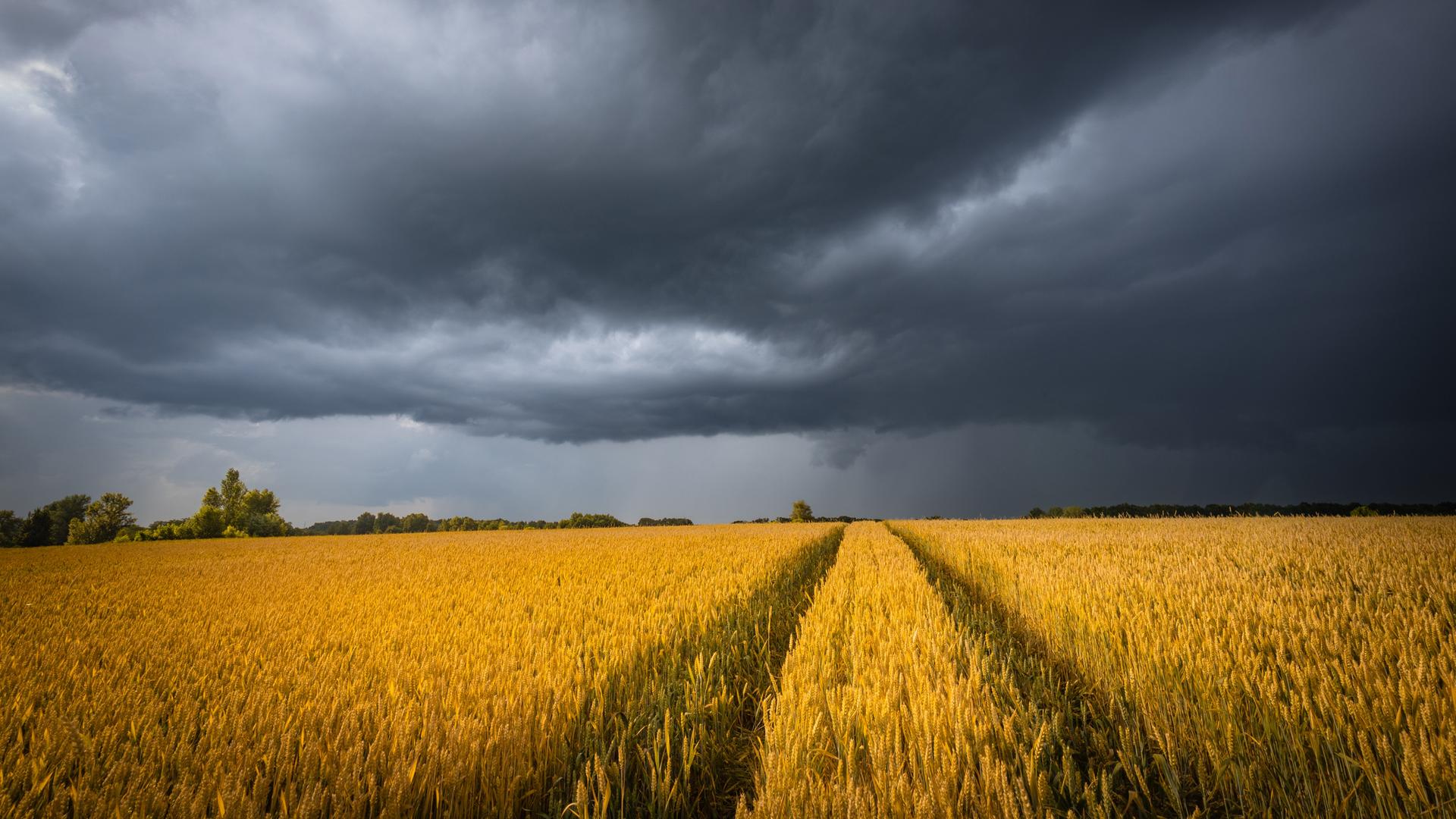 Ein Weizenfeld über dem sich am Himmel dunkle Wolken zusammenziehen. Ein Weizenfeld über dem sich am Himmel dunkle Wolken zusammenziehen.