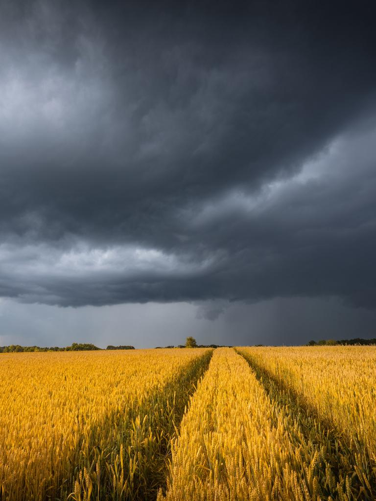 Ein Weizenfeld über dem sich am Himmel dunkle Wolken zusammenziehen.