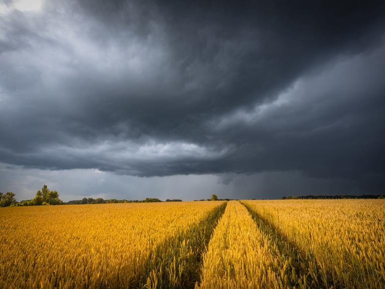 Ein Weizenfeld über dem sich am Himmel dunkle Wolken zusammenziehen.