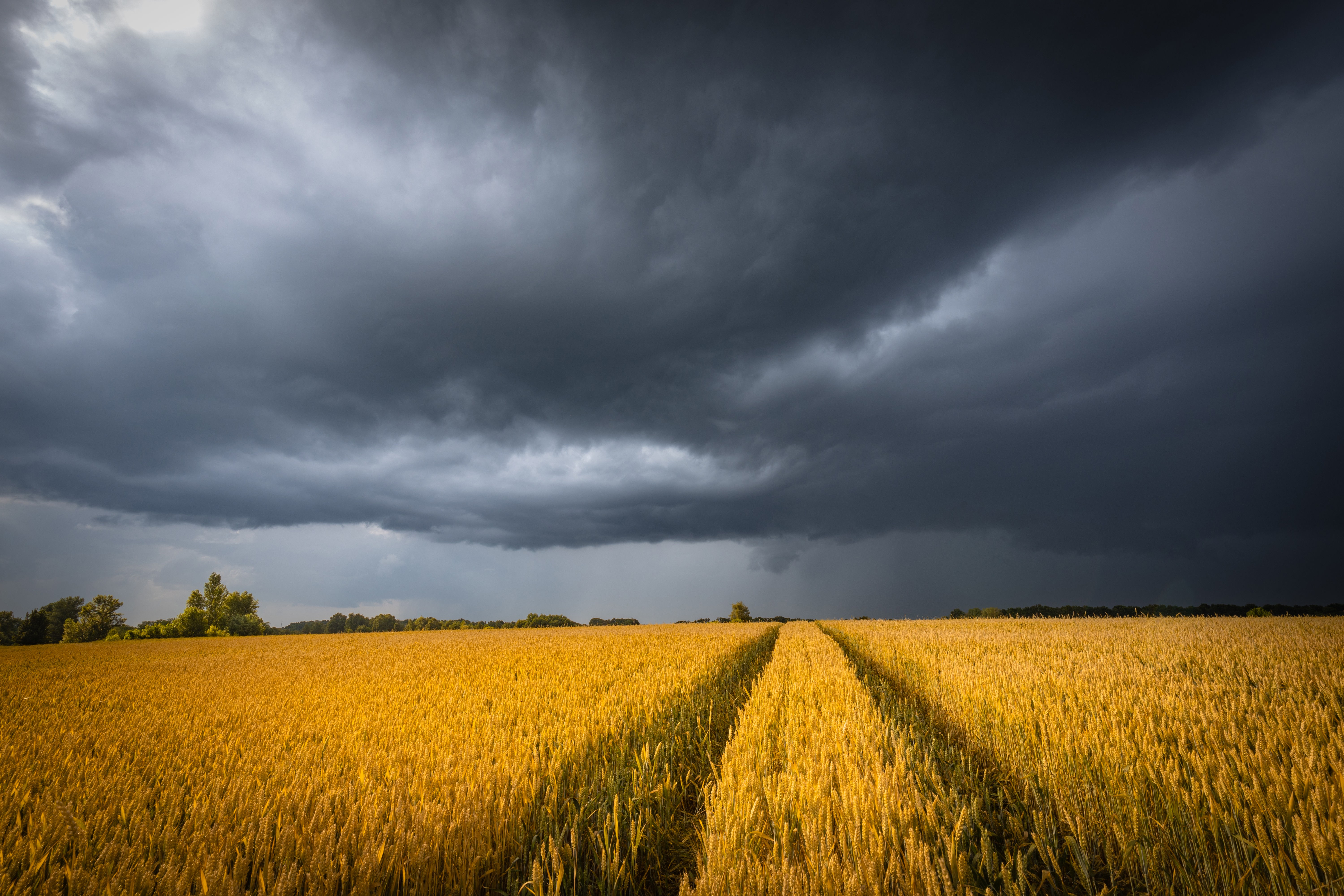 Ein Weizenfeld über dem sich am Himmel dunkle Wolken zusammenziehen.