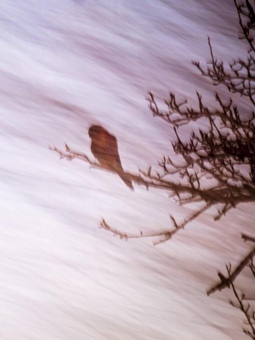 Ein Turmfalke sitzt in einem Baum, verwischt durch die Langzeitbelichtung der Kamera. Ein Turmfalke sitzt in einem Baum, verwischt durch die Langzeitbelichtung der Kamera.