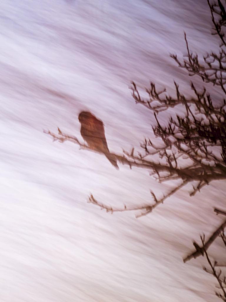 Ein Turmfalke sitzt in einem Baum, verwischt durch die Langzeitbelichtung der Kamera. Ein Turmfalke sitzt in einem Baum, verwischt durch die Langzeitbelichtung der Kamera.