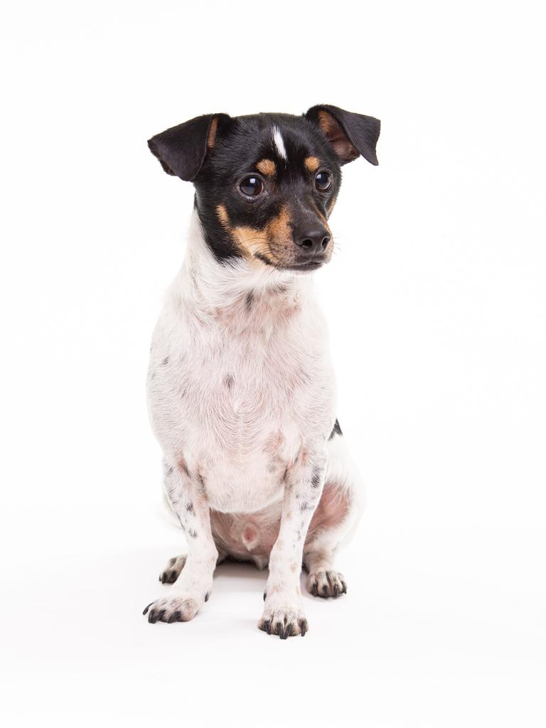 Porträt eines kleinen Jack-Russel-Terriers. Er guckt in die Kamera.
