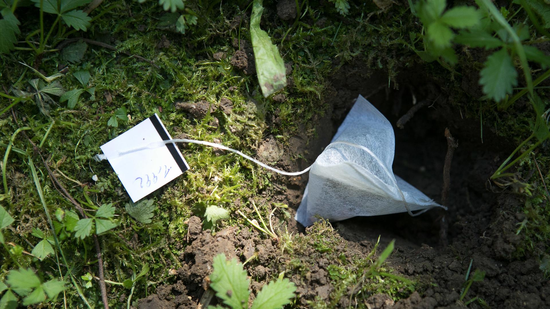 Teebeutel kommen in die für sie gegrabenen Löcher. 
