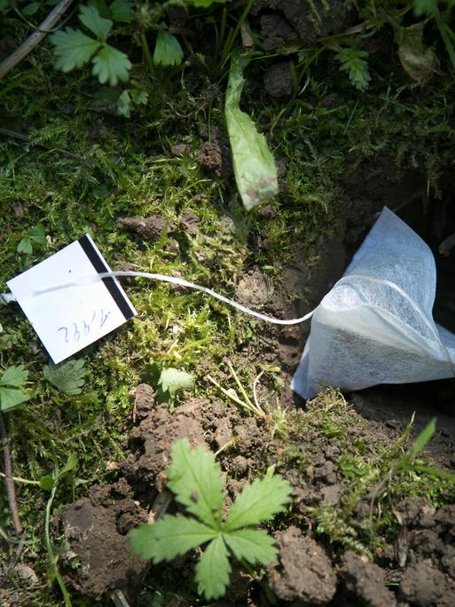 Teebeutel kommen in die für sie gegrabenen Löcher.  Teebeutel kommen in die für sie gegrabenen Löcher.