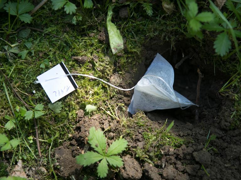 Teebeutel kommen in die für sie gegrabenen Löcher.  Teebeutel kommen in die für sie gegrabenen Löcher.