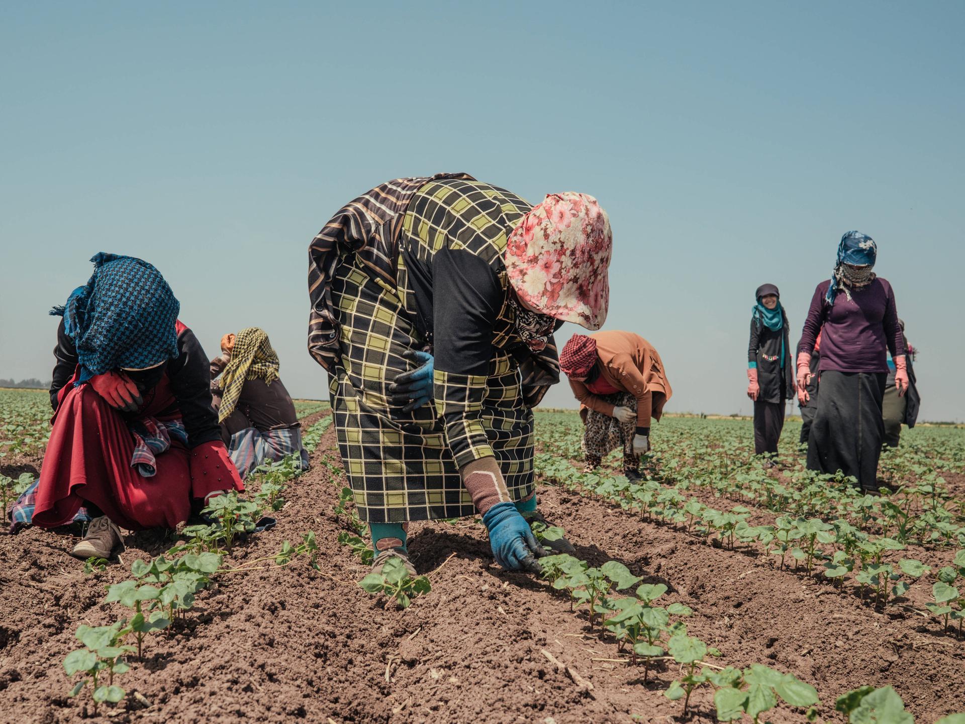 Mehrere Frauen arbeiten in gebückter Haltung auf einem Feld und versuchen sich mit ihrer Kleidung vor der Sonne zu schützen.