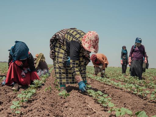 Mehrere Frauen arbeiten in gebückter Haltung auf einem Feld und versuchen sich mit ihrer Kleidung vor der Sonne zu schützen.