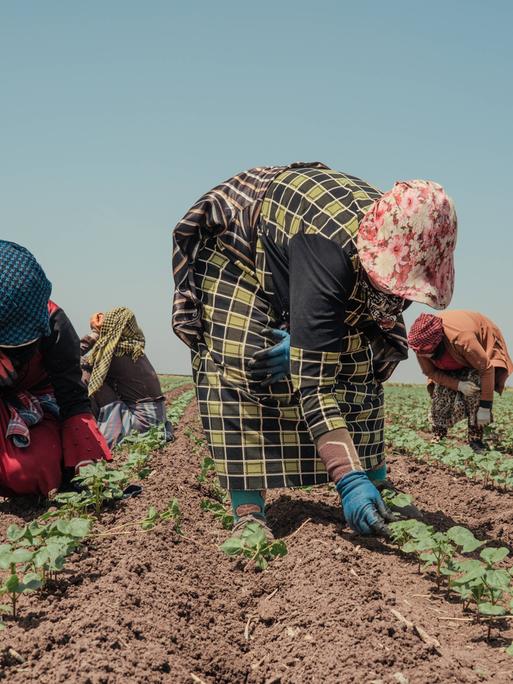 Mehrere Frauen arbeiten in gebückter Haltung auf einem Feld und versuchen sich mit ihrer Kleidung vor der Sonne zu schützen.