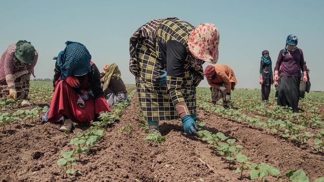 Mehrere Frauen arbeiten in gebückter Haltung auf einem Feld und versuchen sich mit ihrer Kleidung vor der Sonne zu schützen.