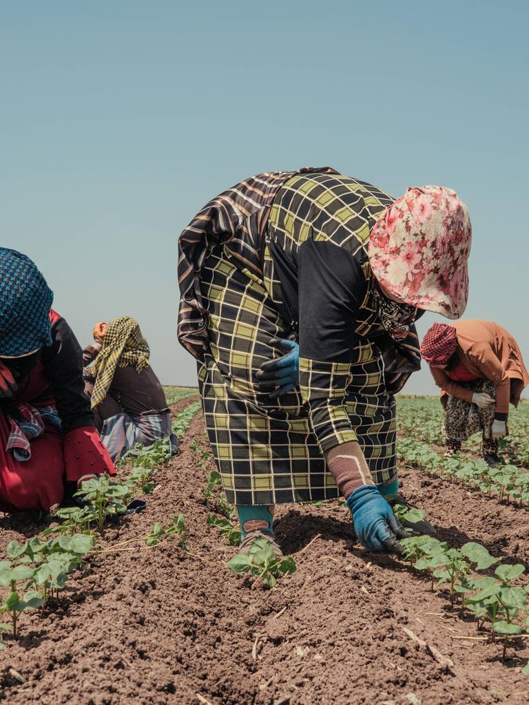 Mehrere Frauen arbeiten in gebückter Haltung auf einem Feld und versuchen sich mit ihrer Kleidung vor der Sonne zu schützen.