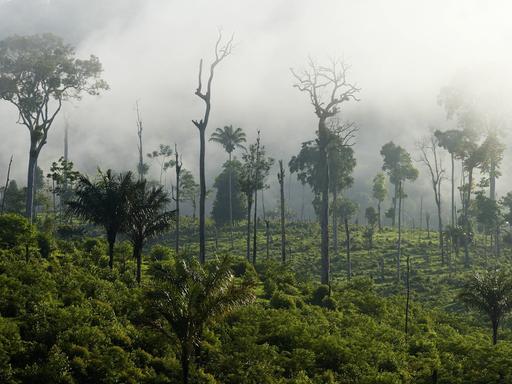 Foto zeigt Amazonas-Regenwald mit Zeugnissen von Brandrodung bei Para, Itaitubabei.