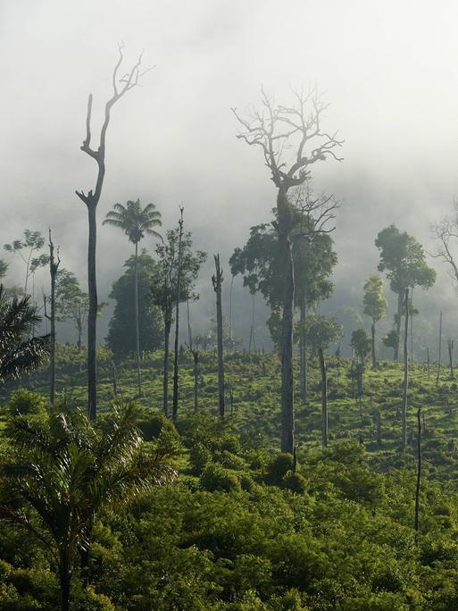 Foto zeigt Amazonas-Regenwald mit Zeugnissen von Brandrodung bei Para, Itaitubabei.