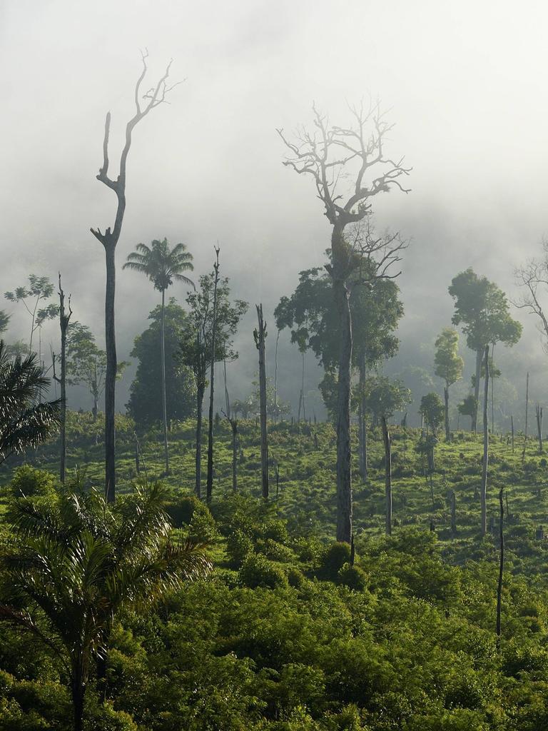 Foto zeigt Amazonas-Regenwald mit Zeugnissen von Brandrodung bei Para, Itaitubabei.