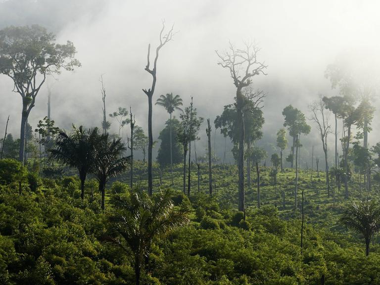 Foto zeigt Amazonas-Regenwald mit Zeugnissen von Brandrodung bei Para, Itaitubabei.