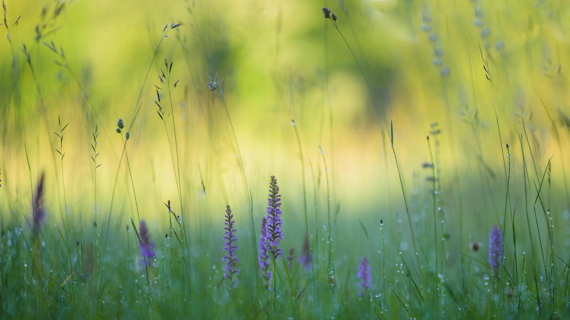 Das Foto zeigt eine Wildwiese mit Gräsern und der Orchideen-Art Mücken-Händelwurz Das Foto zeigt eine Wildwiese mit Gräsern und der Orchideen-Art Mücken-Händelwurz