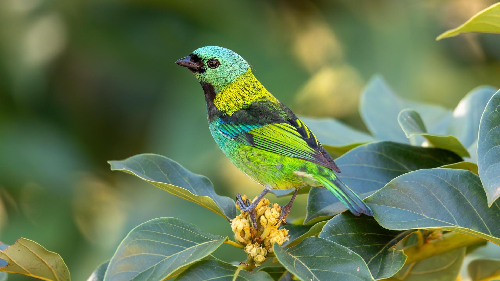 Das Bild zeigt einen Vogel der Art Grünkopftangare auf einem Ast im Regenwald von Sap Paulo