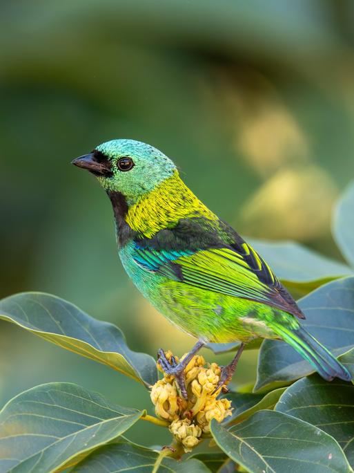 Das Bild zeigt einen Vogel der Art Grünkopftangare auf einem Ast im Regenwald von Sap Paulo