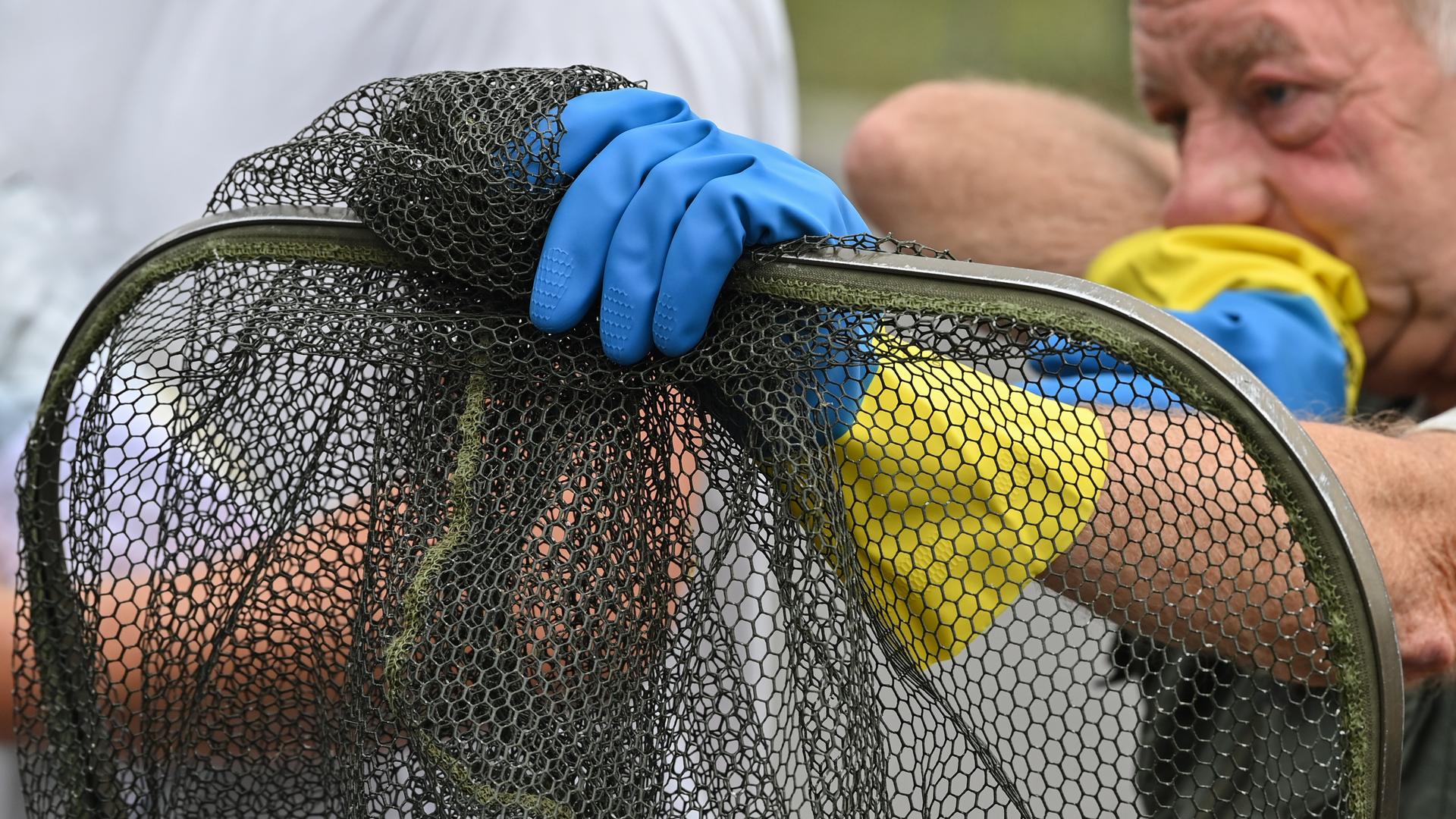 Ein Freiwilliger, der hilft, tote Fische aus der Oder zu sammeln. Der Mann stützt sich auf einem Kescher ab und hat den Kopf auf einen Arm gelegt. Ein Freiwilliger, der hilft, tote Fische aus der Oder zu sammeln. Der Mann stützt sich auf einem Kescher ab und hat den Kopf auf einen Arm gelegt.