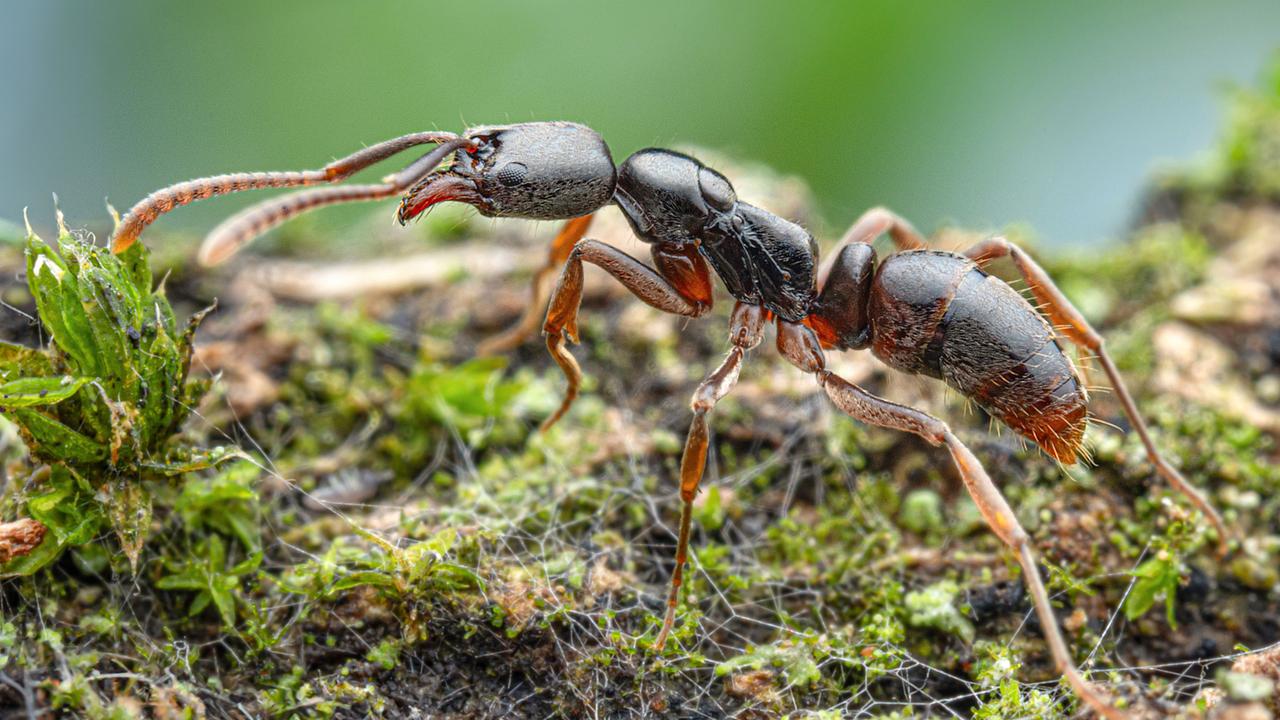 Das Bild zeigt eine Asiatische Nadelameise, die über einen grün bewachsenen Untergrund läuft. 