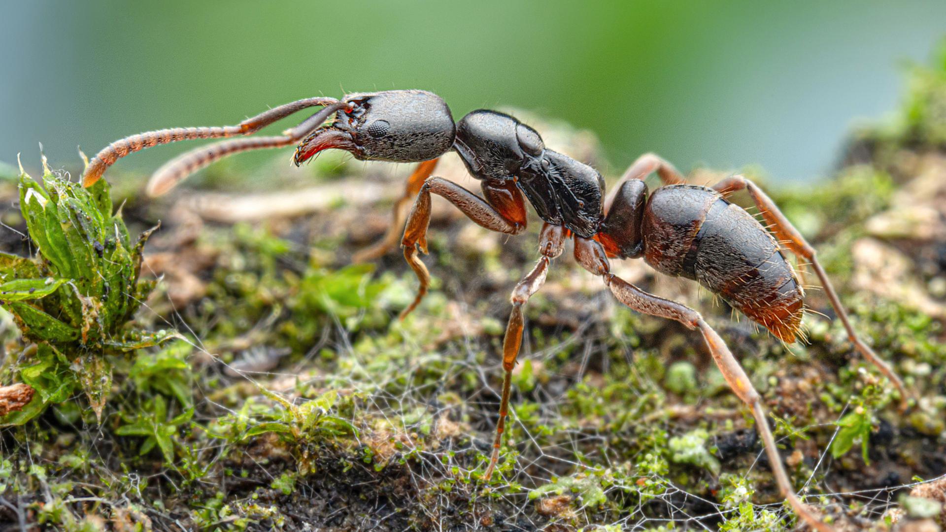 Das Bild zeigt eine Asiatische Nadelameise, die über einen grün bewachsenen Untergrund läuft. Das Bild zeigt eine Asiatische Nadelameise, die über einen grün bewachsenen Untergrund läuft.