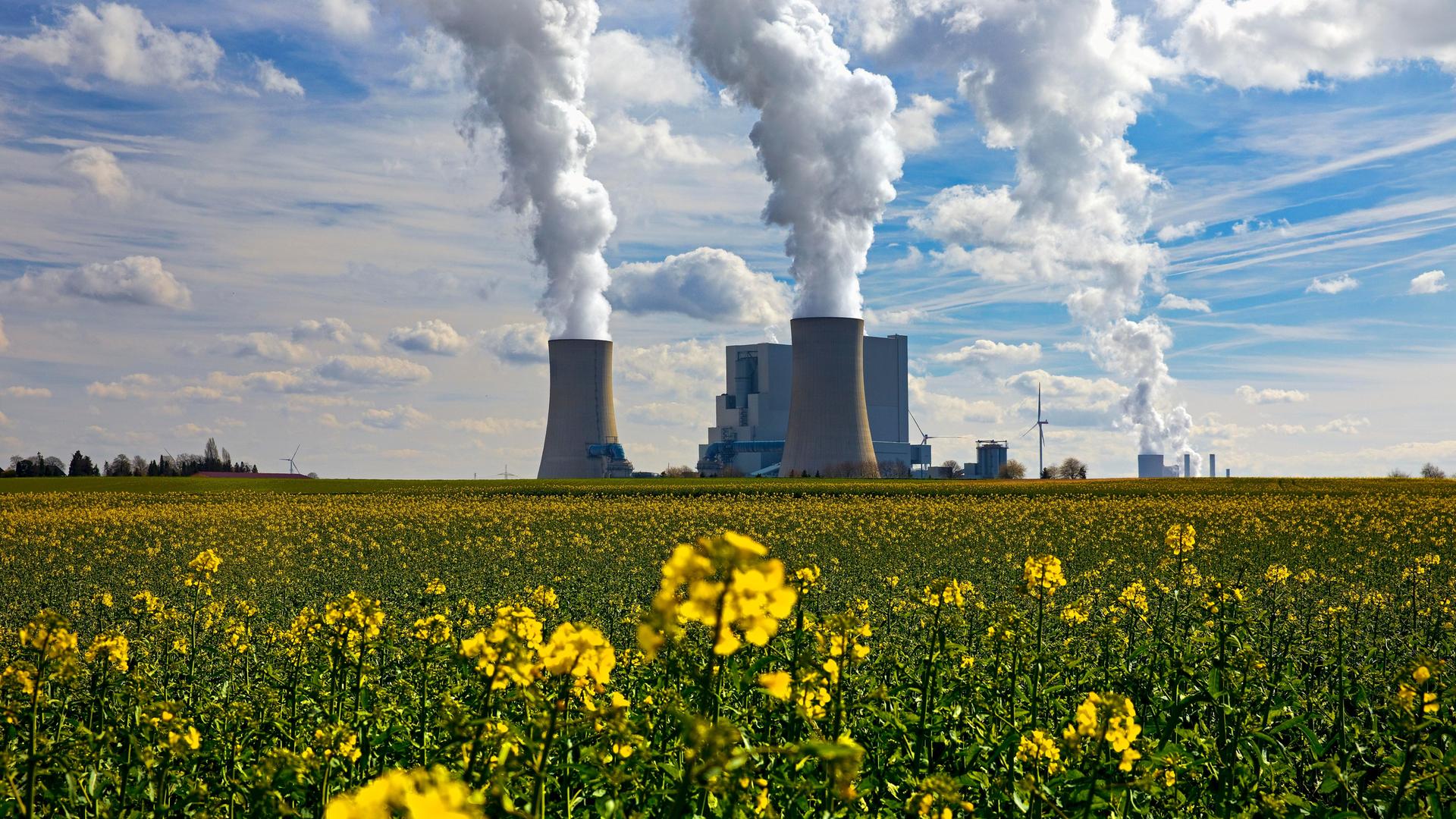 Braunkohlekraftwerk Neurath mit blühendem Rapsfeld in Nordrhein-Westfalen.